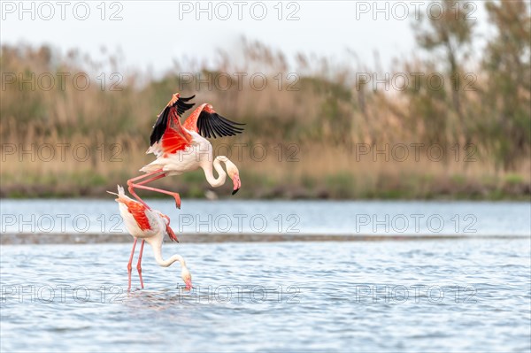 Greater Flamingo