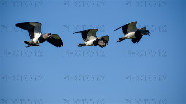 Several southern lapwing