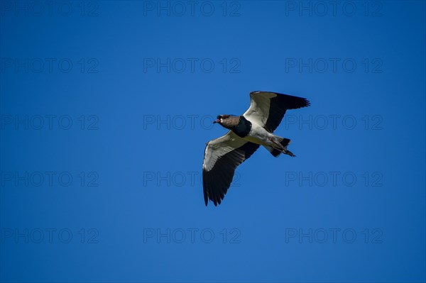 Single southern lapwing