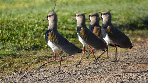Group of southern lapwing