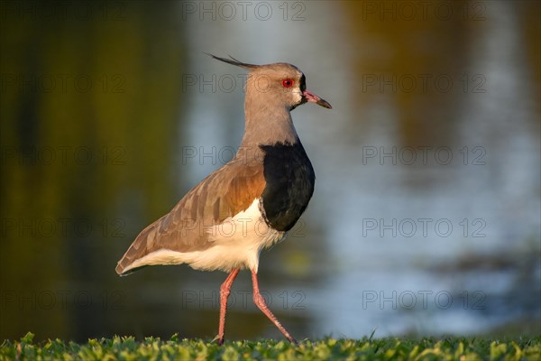 Single southern lapwing