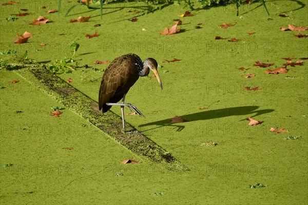 A Limpkin