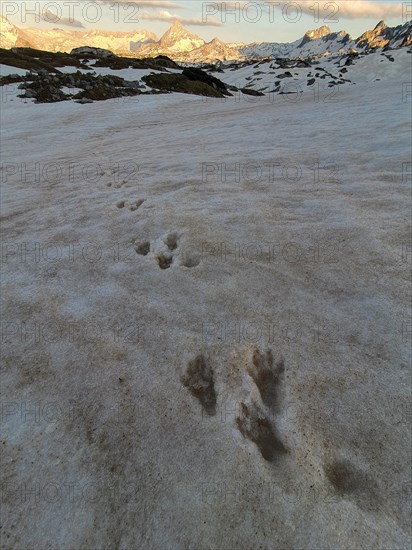 Tracks of a marmot