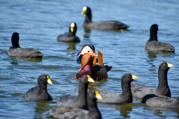 Male mandarin duck