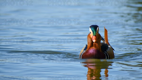 Male mandarin duck