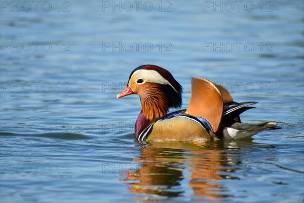 Male mandarin duck