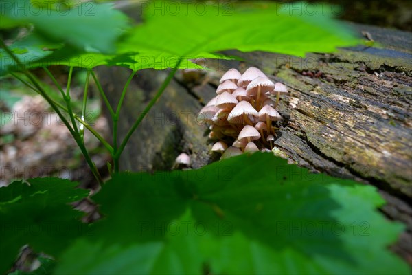 A group of mushrooms called conical helminth