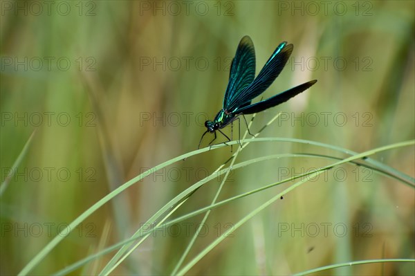 Beautiful demoiselle