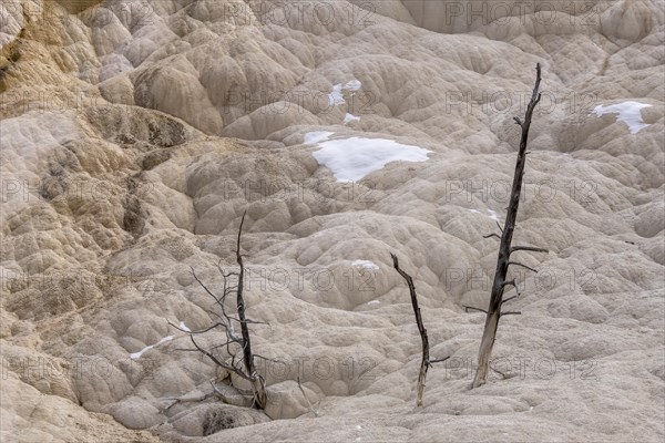 Dead trees in the sinter