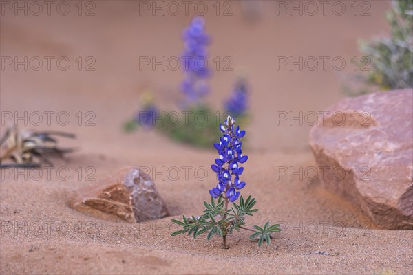 Dwarf lupine