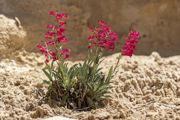 Utah-Penstemon