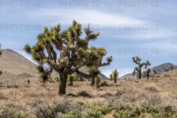 Joshua tree