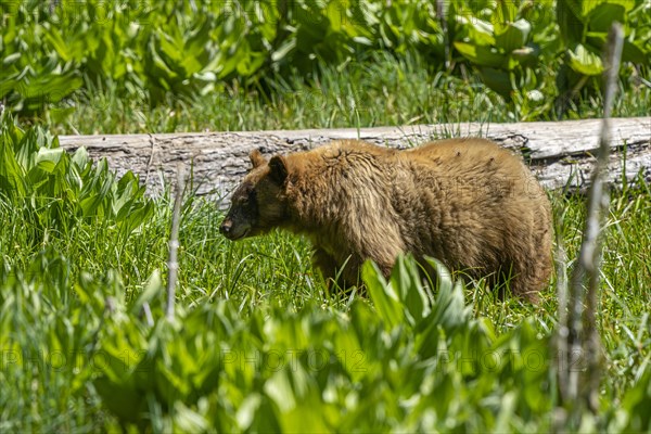 American black bear