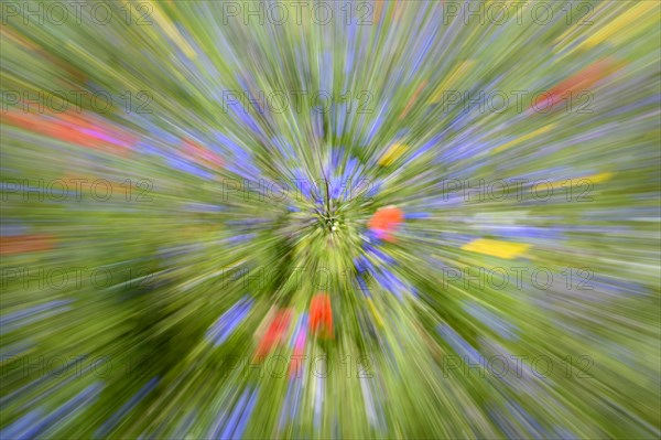 Flower meadow with poppies and cornflowers