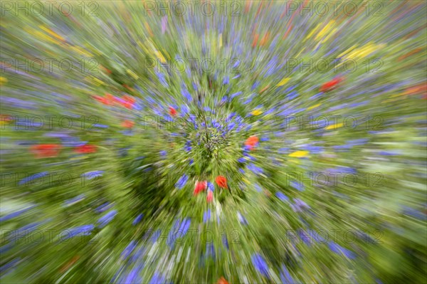 Flower meadow with poppies and cornflowers