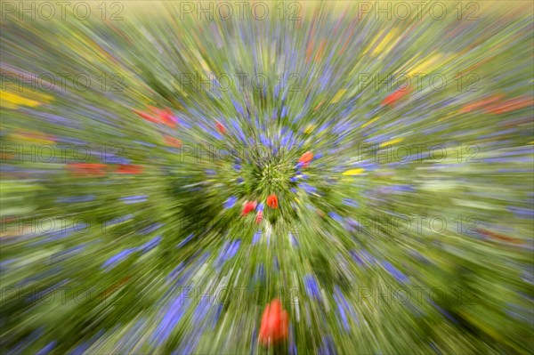 Flower meadow with poppies and cornflowers