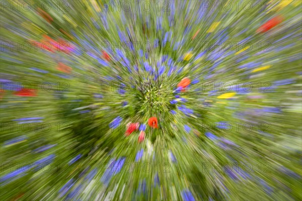 Flower meadow with poppies and cornflowers