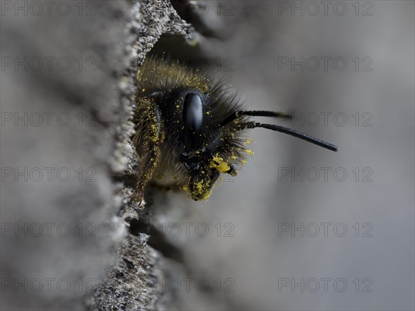 Rusty red mason bee