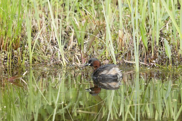 Little Grebe