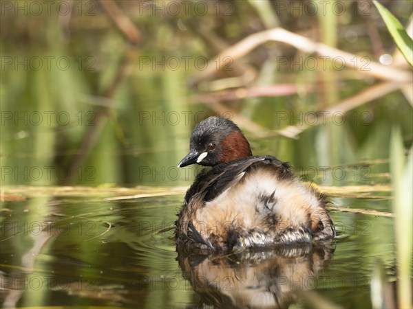 Little Grebe