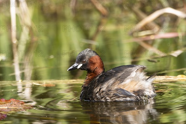 Little Grebe