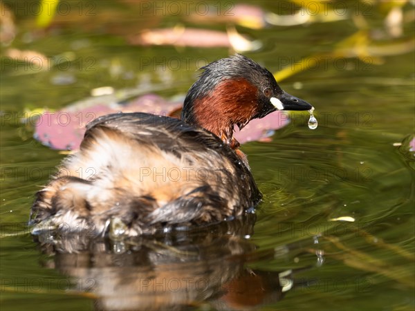 Little Grebe