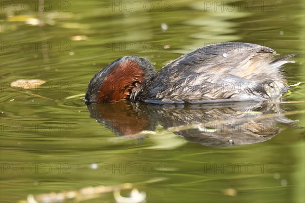 Little Grebe