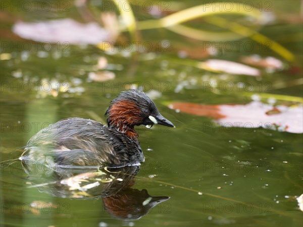 Little Grebe