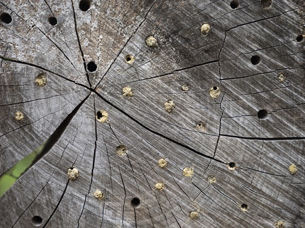 Tree disc for wild bees