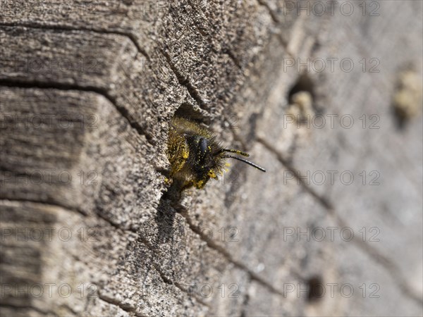 Rusty red mason bee