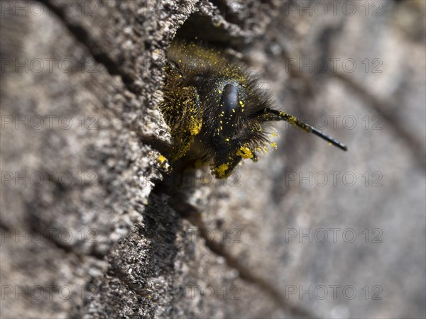 Rusty red mason bee