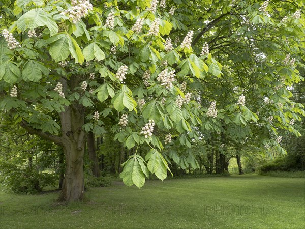 Flowering horse chestnut