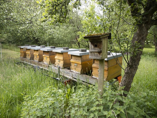 Mobile apiary in orchard