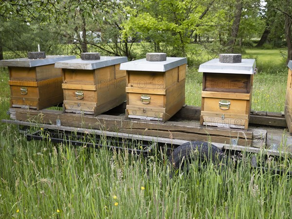 Mobile apiary in orchard