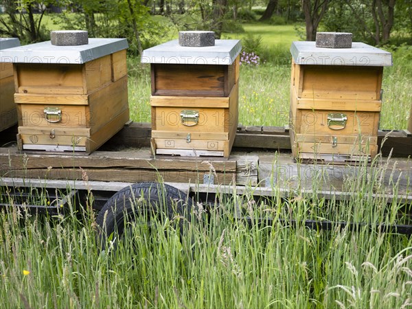 Mobile apiary in orchard