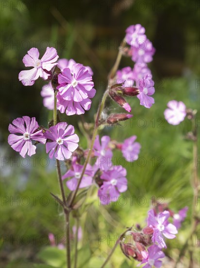 Red campion