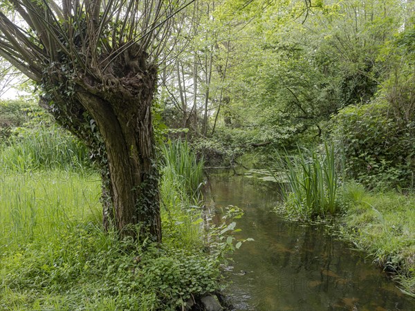 Pollarded willow