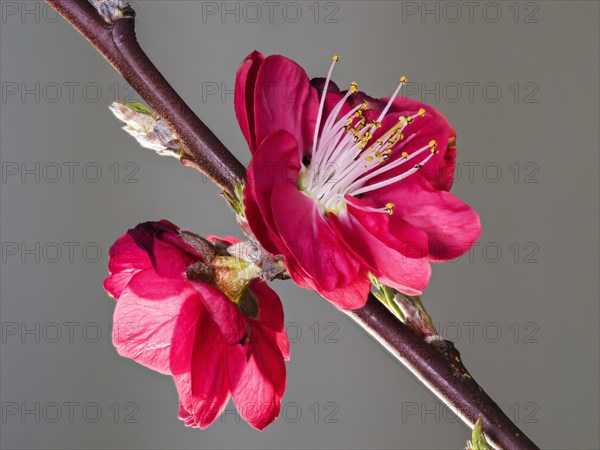 Peach in inflorescence