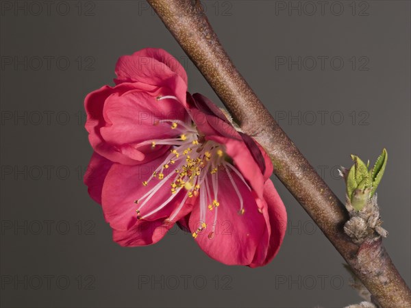 Peach in inflorescence