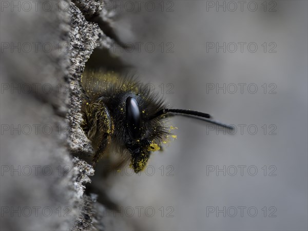 Rusty red mason bee