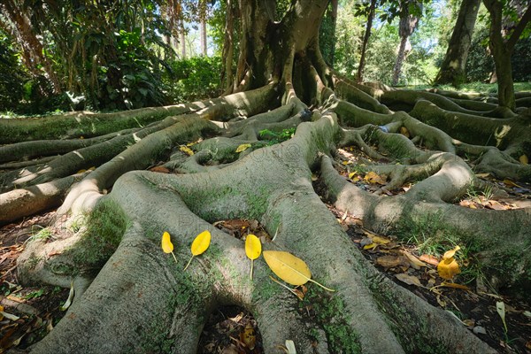 Exotic tree Australian banyan