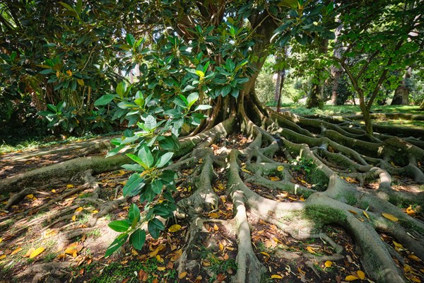 Exotic tree Australian banyan