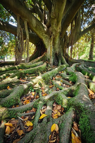 Exotic tree Australian banyan