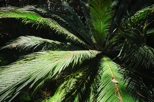 Fern palm sago palm Cycas revoluta leaves close up shot in sun