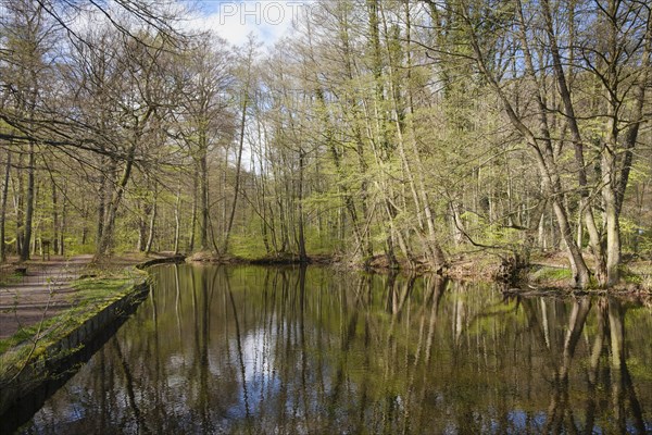 Nagelhüttenteich