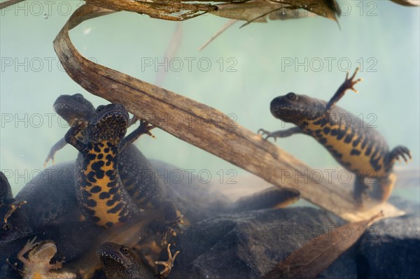 Northern crested newt