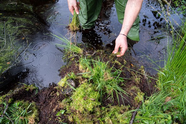 Moor protection through rewetting