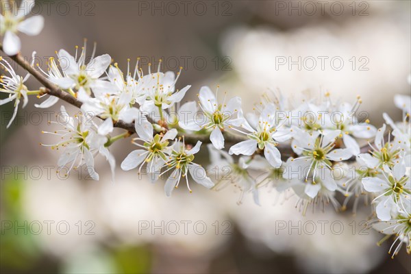 Blackthorn