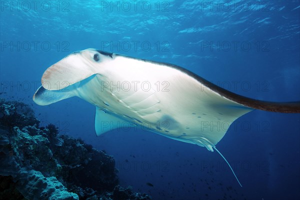 Giant ray manta ray