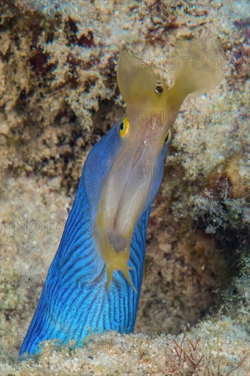Extreme close-up of head of blue yellow ribbon eel